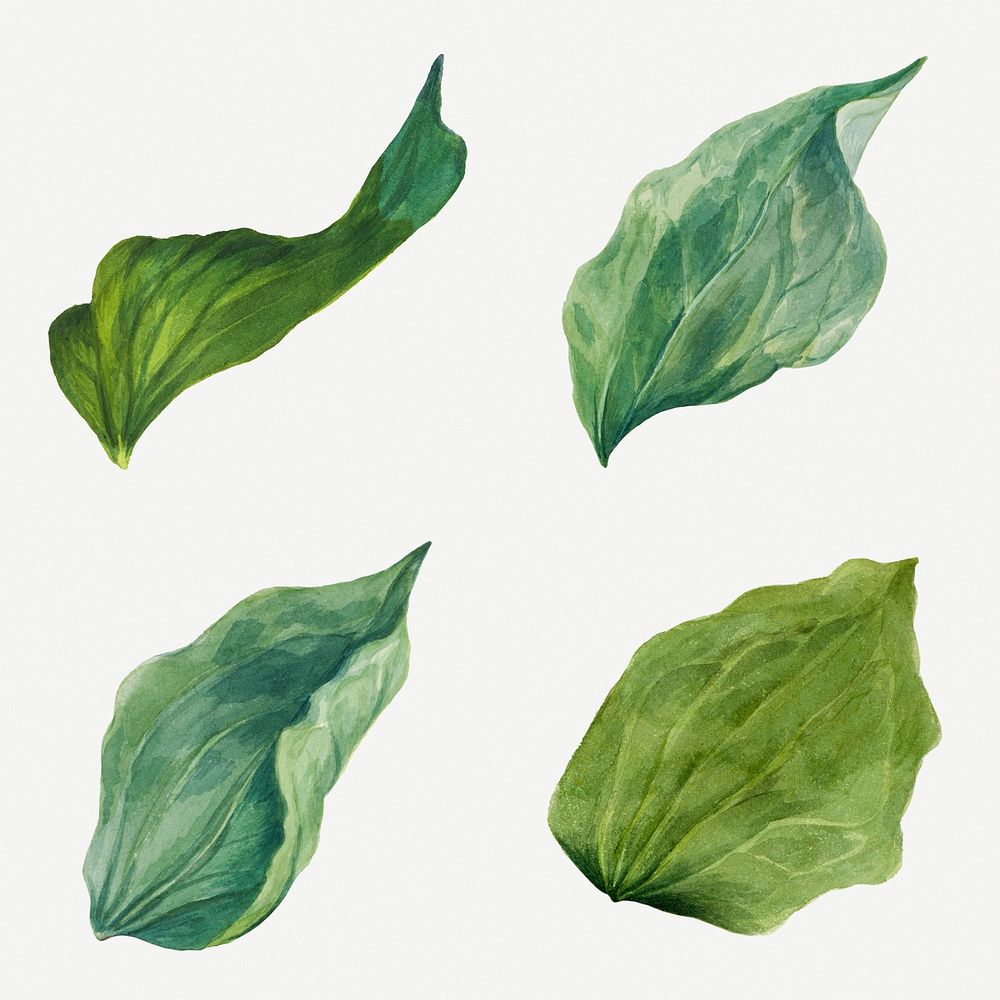 Green leaves psd illustration hand drawn set