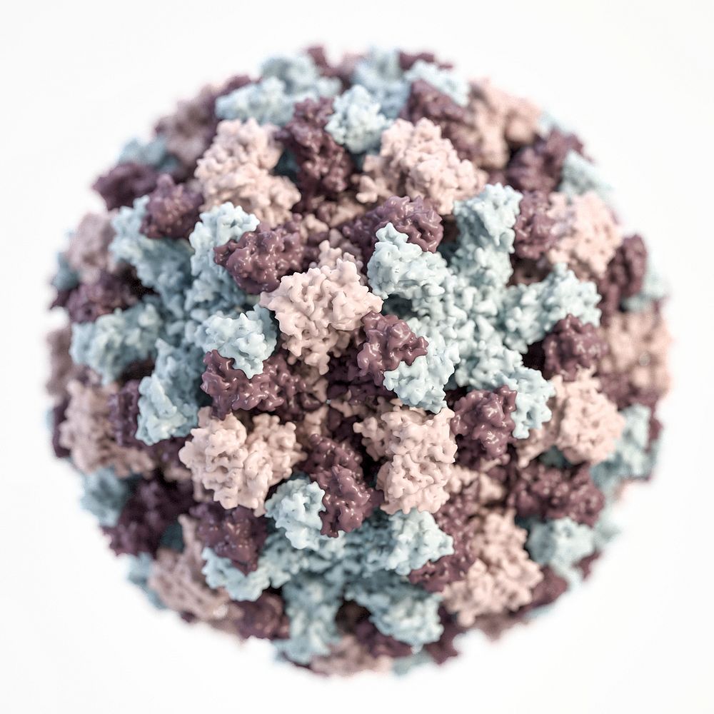 A 3D illustration provides a graphical representation of a single norovirus virion, set against a white background.