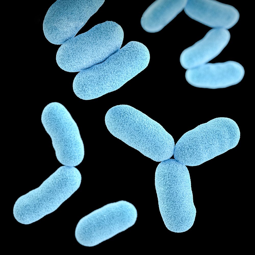 A 3D image of a group of Gram&ndash;positive, Corynebacterium diphtheriae, bacteria. Original image sourced from US…