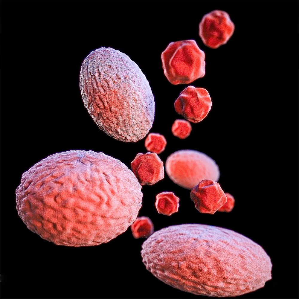 A 3D image of a group of Gram–negative, Chlamydia psittaci bacteria. Original image sourced from US Government department:…