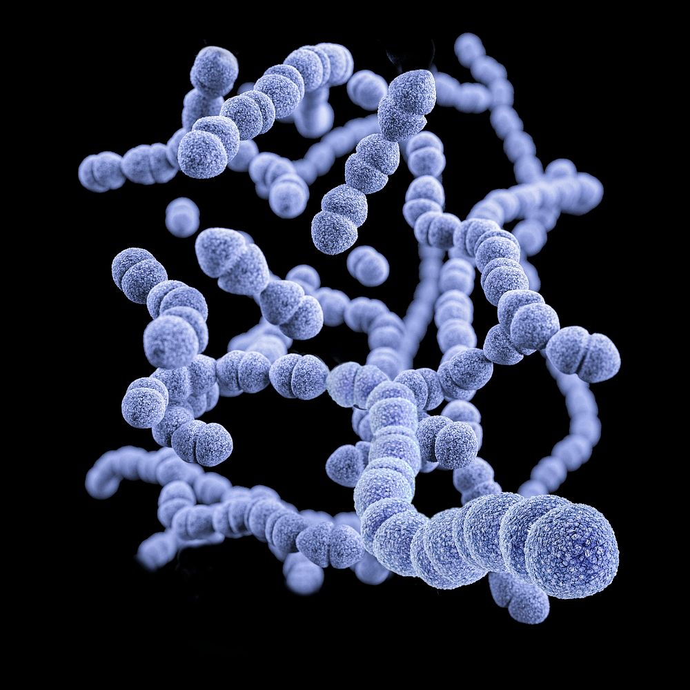 A 3D image of a group of Gram-positive, Streptococcus pneumoniae bacteria. Original image sourced from US Government…