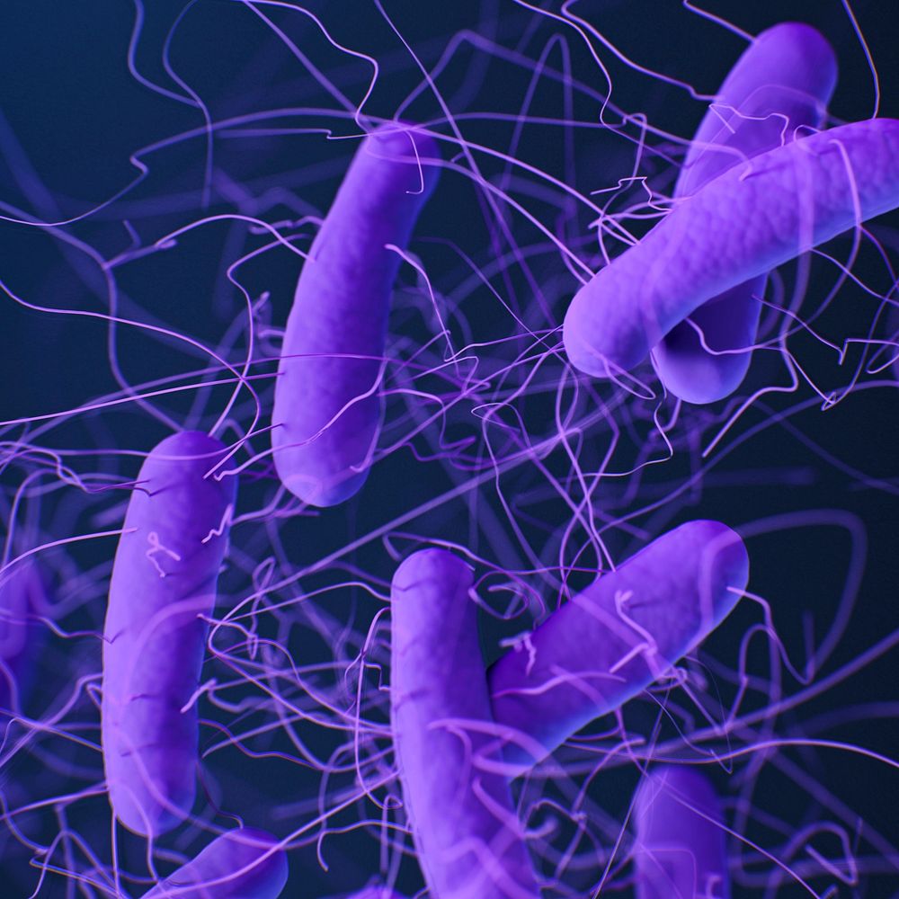 A medical illustration of Clostridioides difficile bacteria, formerly known as Clostridium difficile.