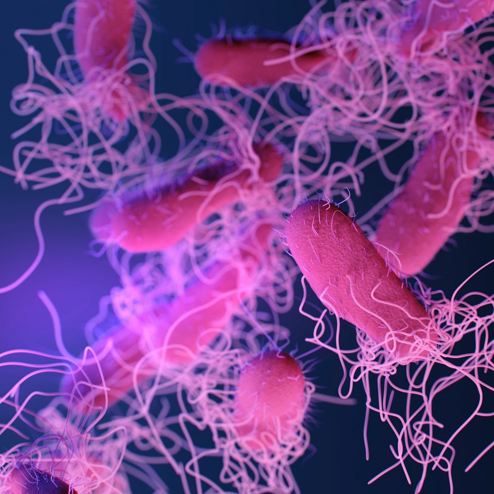 A medical illustration of drug&ndash;resistant, nontyphoidal, Salmonella sp. bacteria. Original image sourced from US…