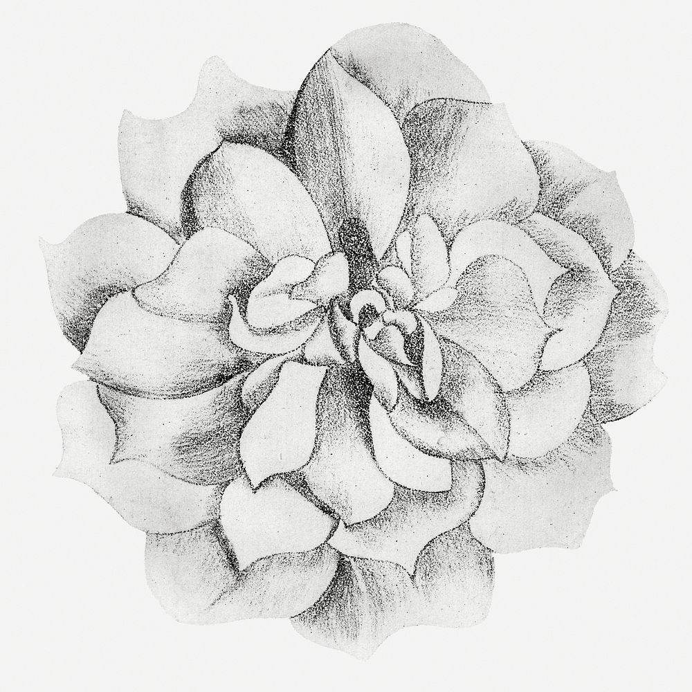 Vintage rose art print, remix from artworks by Samuel Jessurun de Mesquita