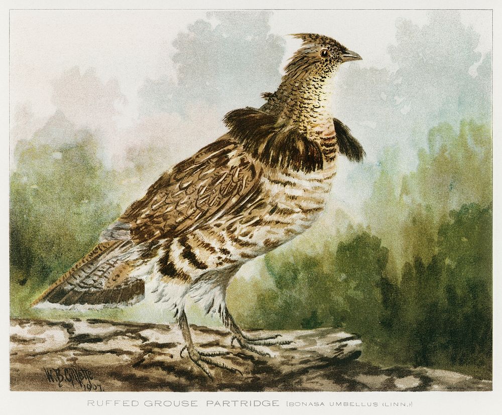 Ruffed Grouse Partridge [Bonasa Umbellus (Linn.)] illustrated by J.L. Ridgway (1859&ndash;1947) and W.B. Gillette…