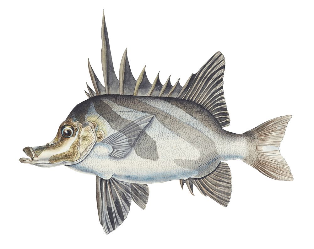 Antique fish pentaceropsis recurvirostris long-snout boarfish drawn by Fe. Clarke (1849-1899)