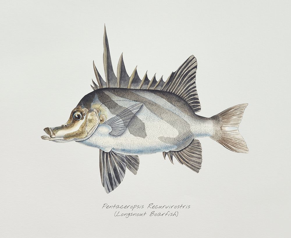 Antique fish pentaceropsis recurvirostris long-snout boarfish illustration drawing