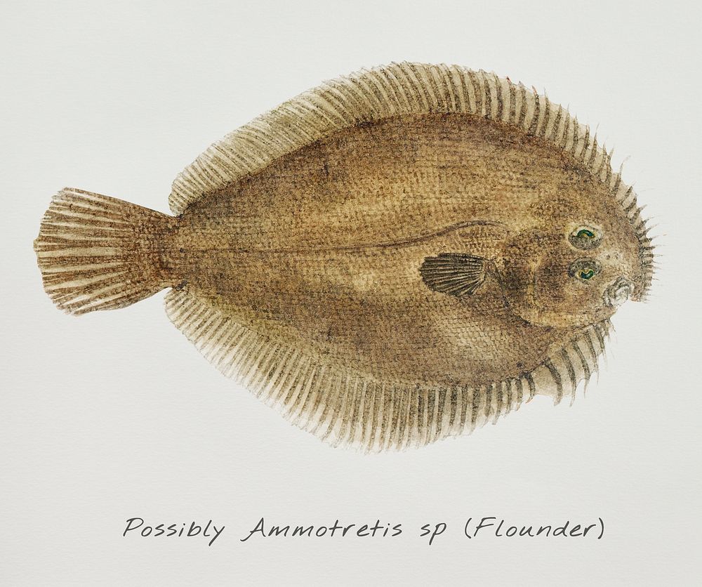 Antique fish possibly ammotretis sp flounder illustration drawing