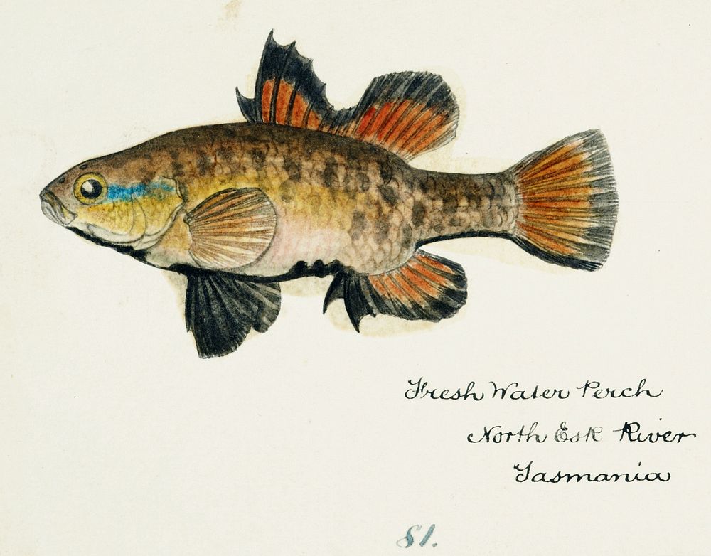 Antique fish Nannoperca australis (Tas) : Eel drawn by Fe. Clarke (1849-1899). Original from Museum of New Zealand.…