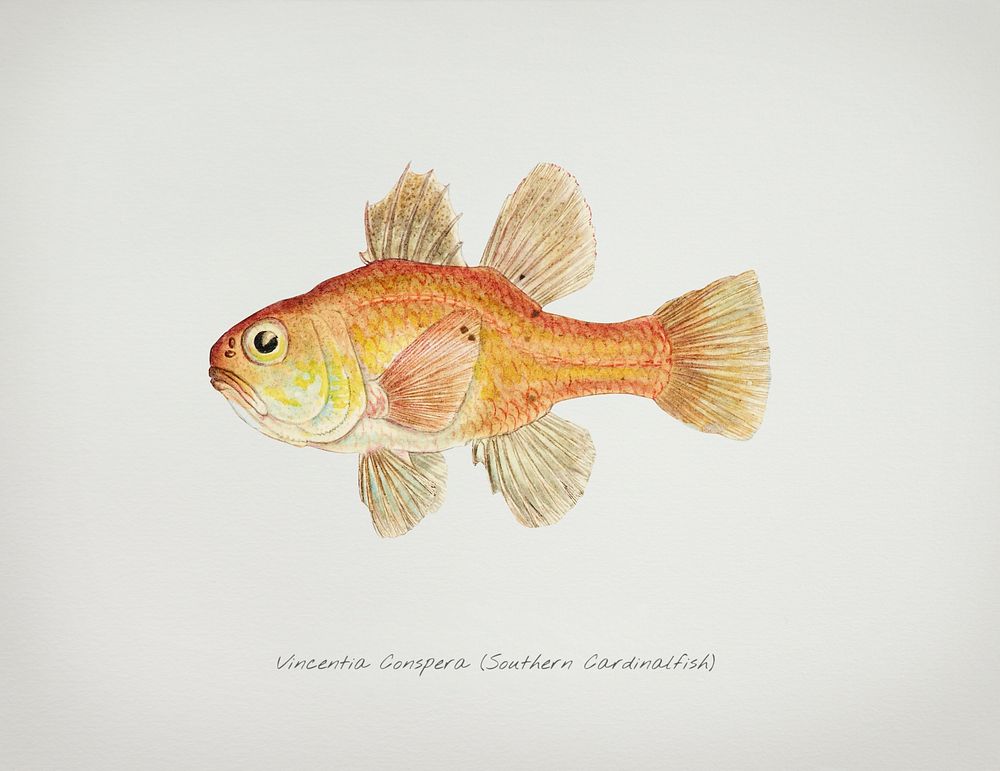 Antique fish vincentia conspera southern cardinalfish illustration drawing