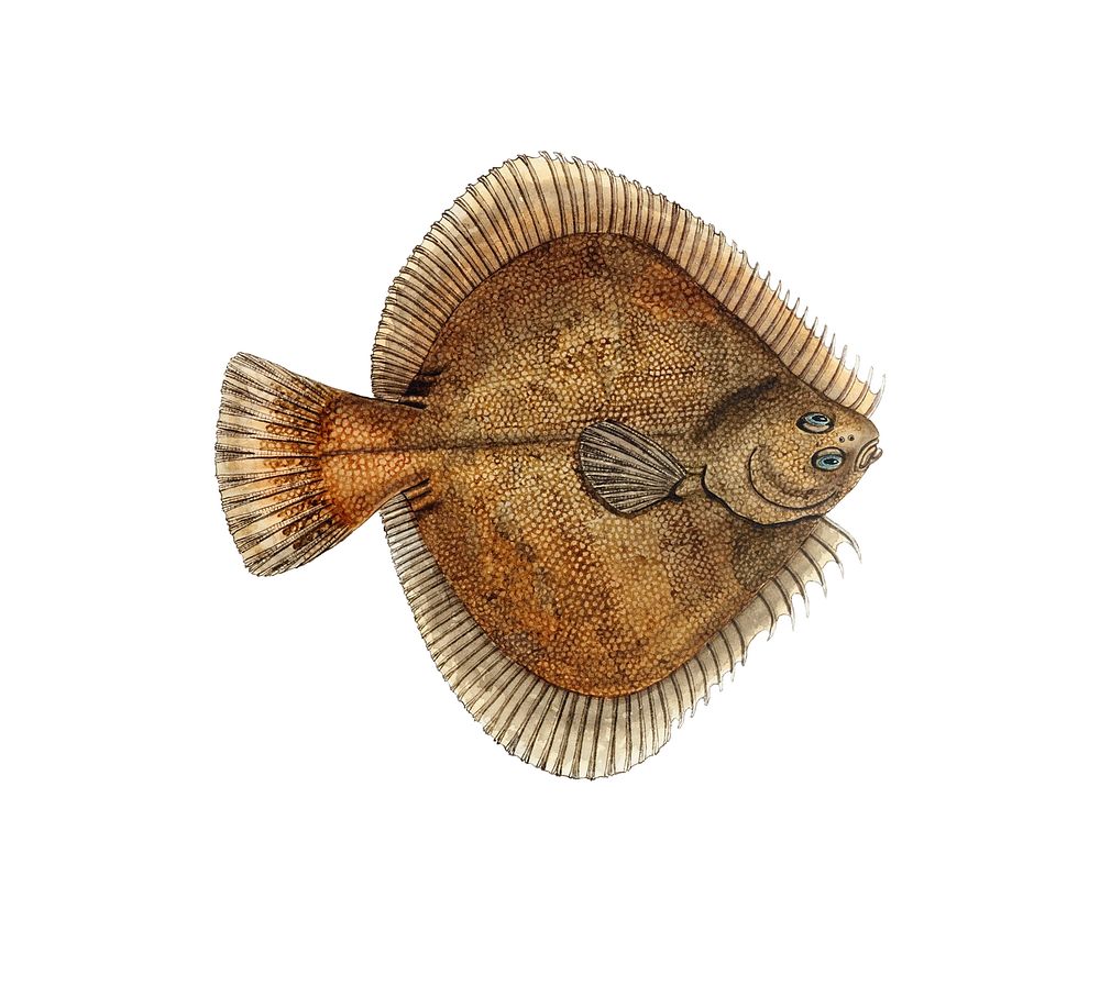Drawing of antique fish Rhombosolea plebeia (NZ) : Sand flounder drawn by Fe. Clarke (1849-1899)