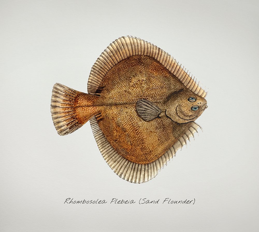 Drawing of antique fish Rhombosolea plebeia (NZ) : Sand flounder drawn by Fe. Clarke (1849-1899)