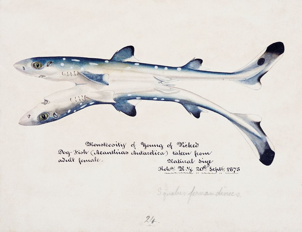 Antique fish Spotted spiny Dogfish drawn by Fe. Clarke (1849-1899). Original from Museum of New Zealand. Digitally enhanced…