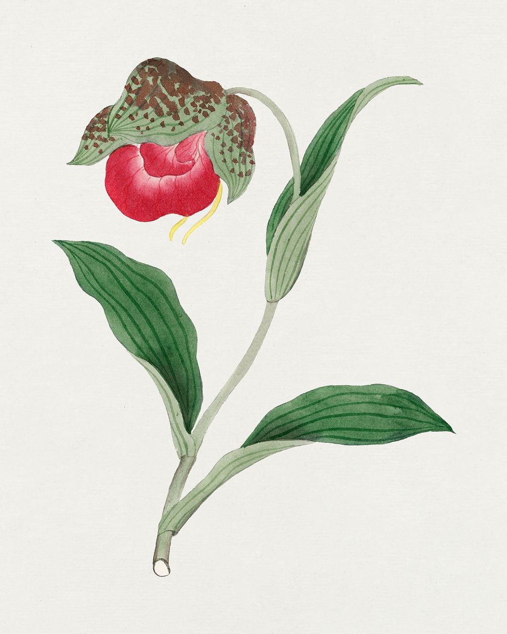 Cypripedium flower psd classic style, vintage Japanese art remix from the David Murray collection