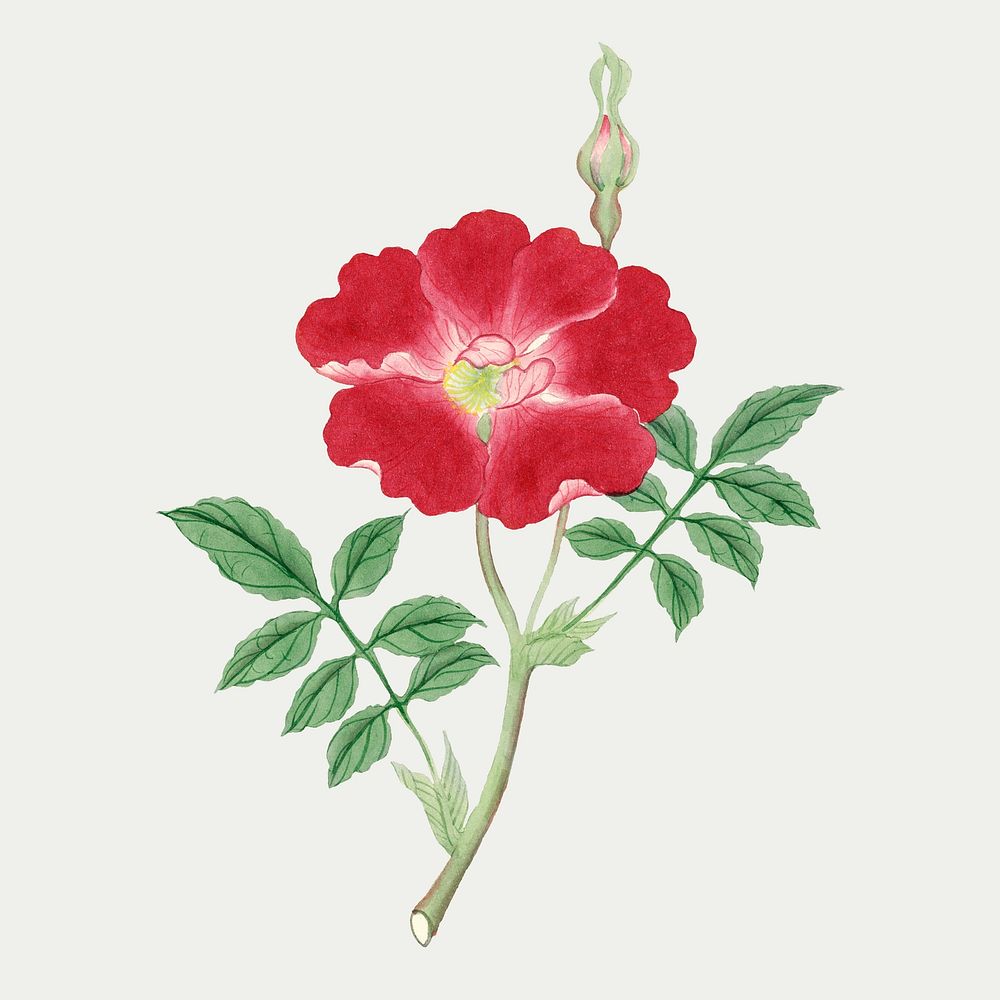 Rock Trumpet flower vector classic style, vintage Japanese art remix from the David Murray collection