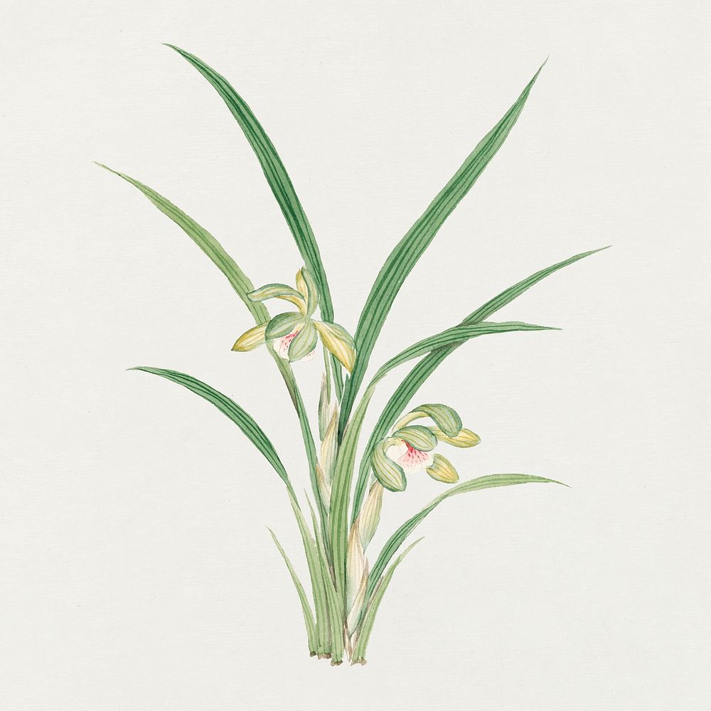 Floral design element psd classic Cymbidium Goeringi, vintage Japanese art remix from the David Murray collection