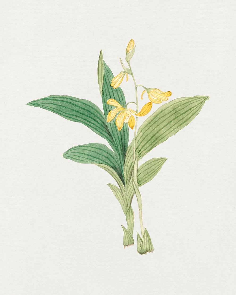 Flower psd Maxillaria Lindleyana, vintage Japanese art remix from the David Murray collection