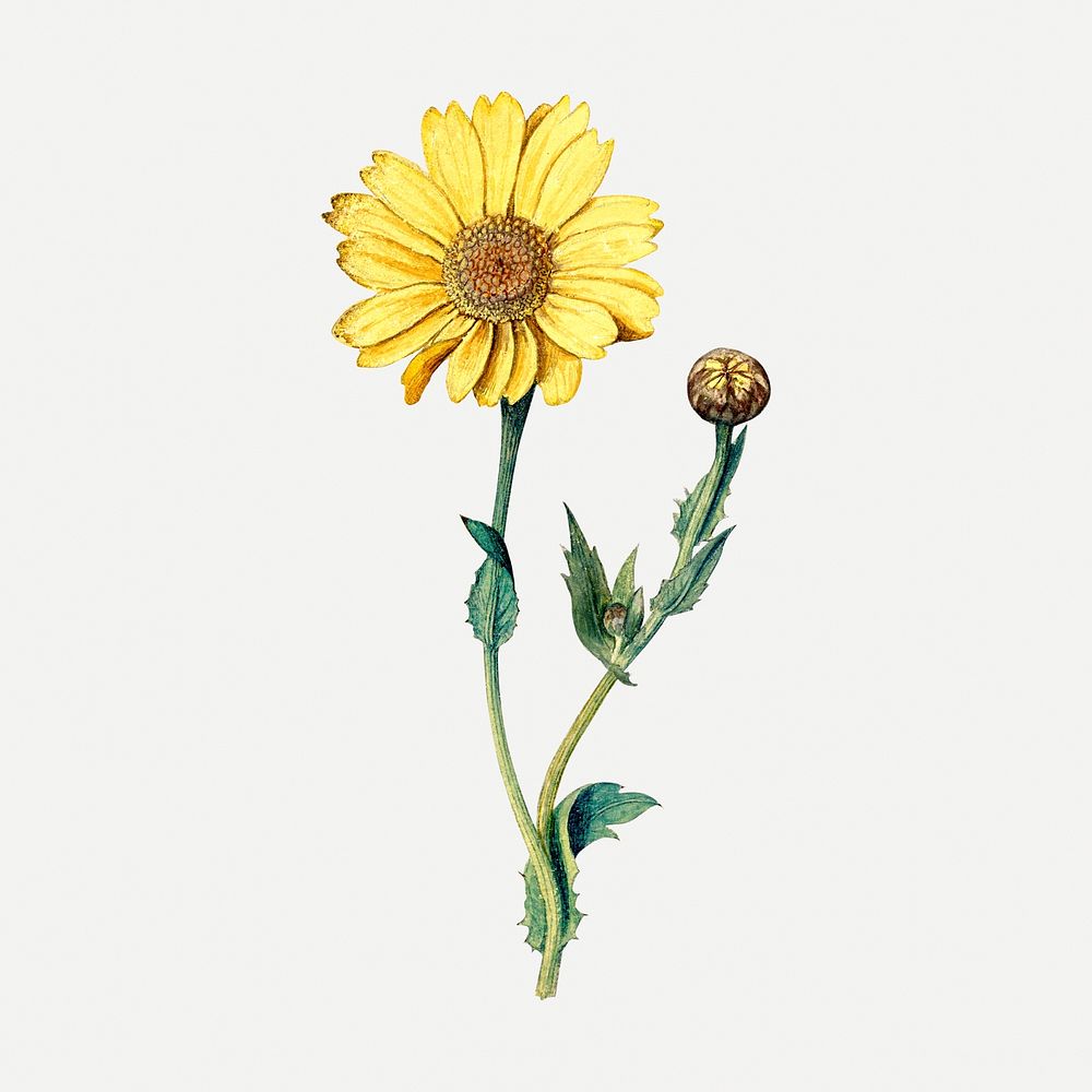 Yellow flower sticker, aesthetic vintage Oxeye illustration, classic design element psd