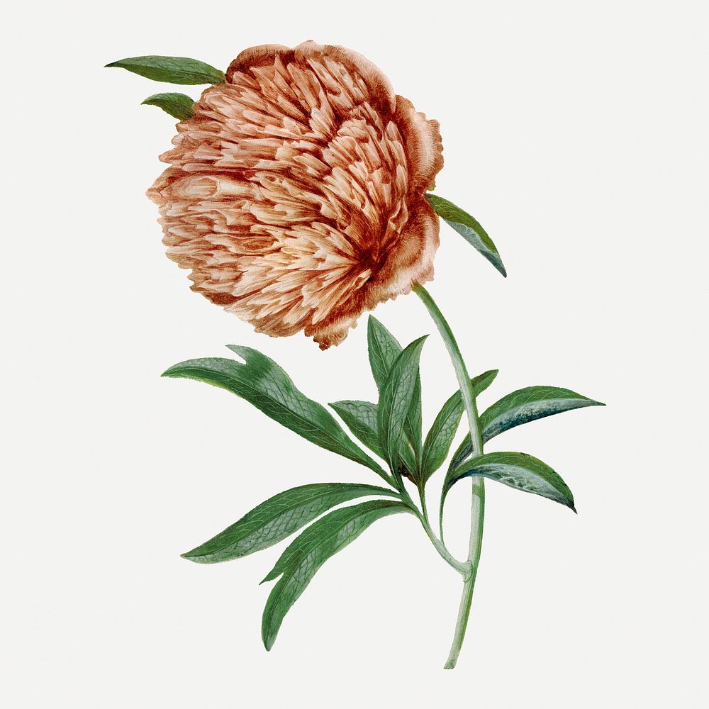 Flower sticker, aesthetic vintage floral illustration, classic design element psd