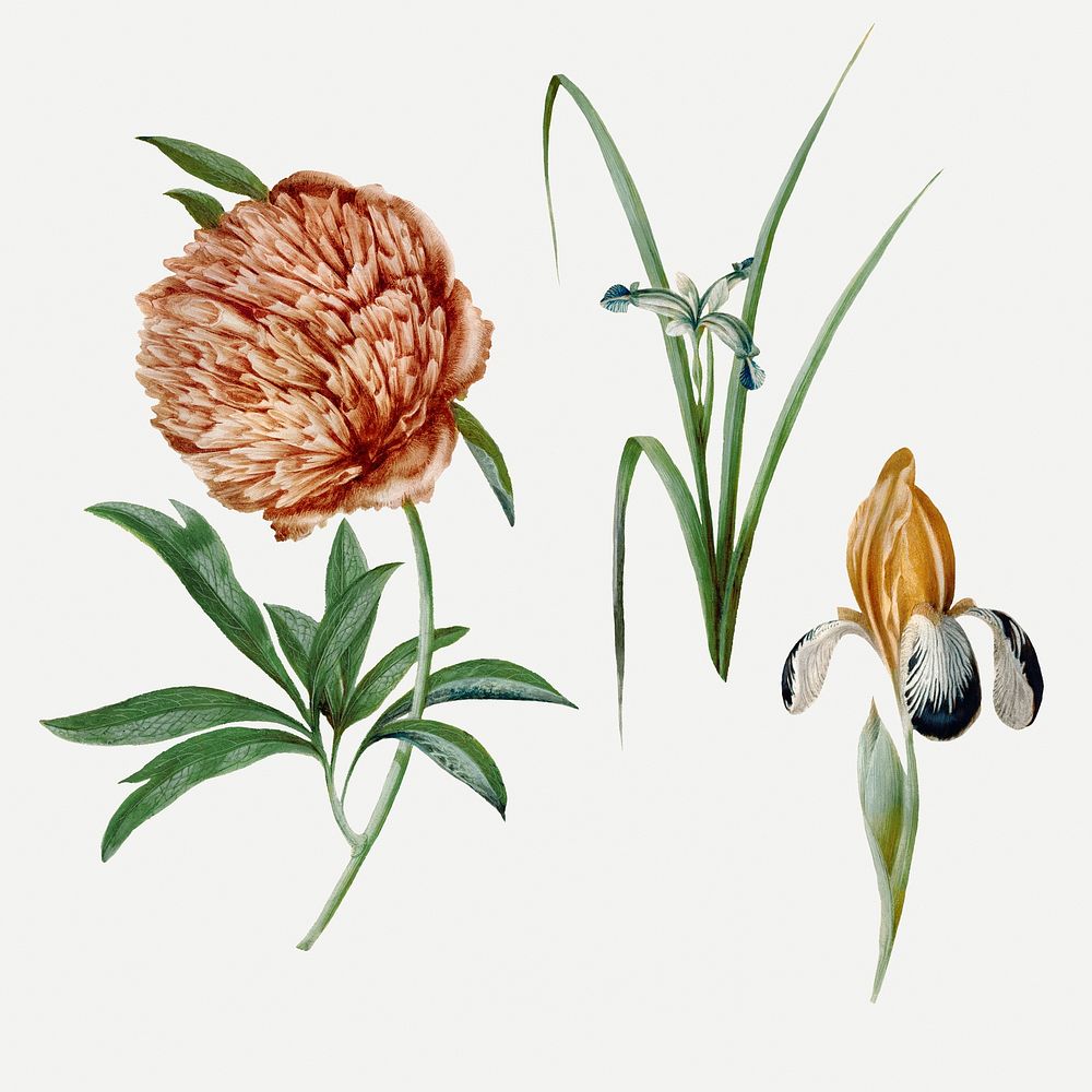 Vintage mixed flower sticker, floral illustration, classic design element psd set
