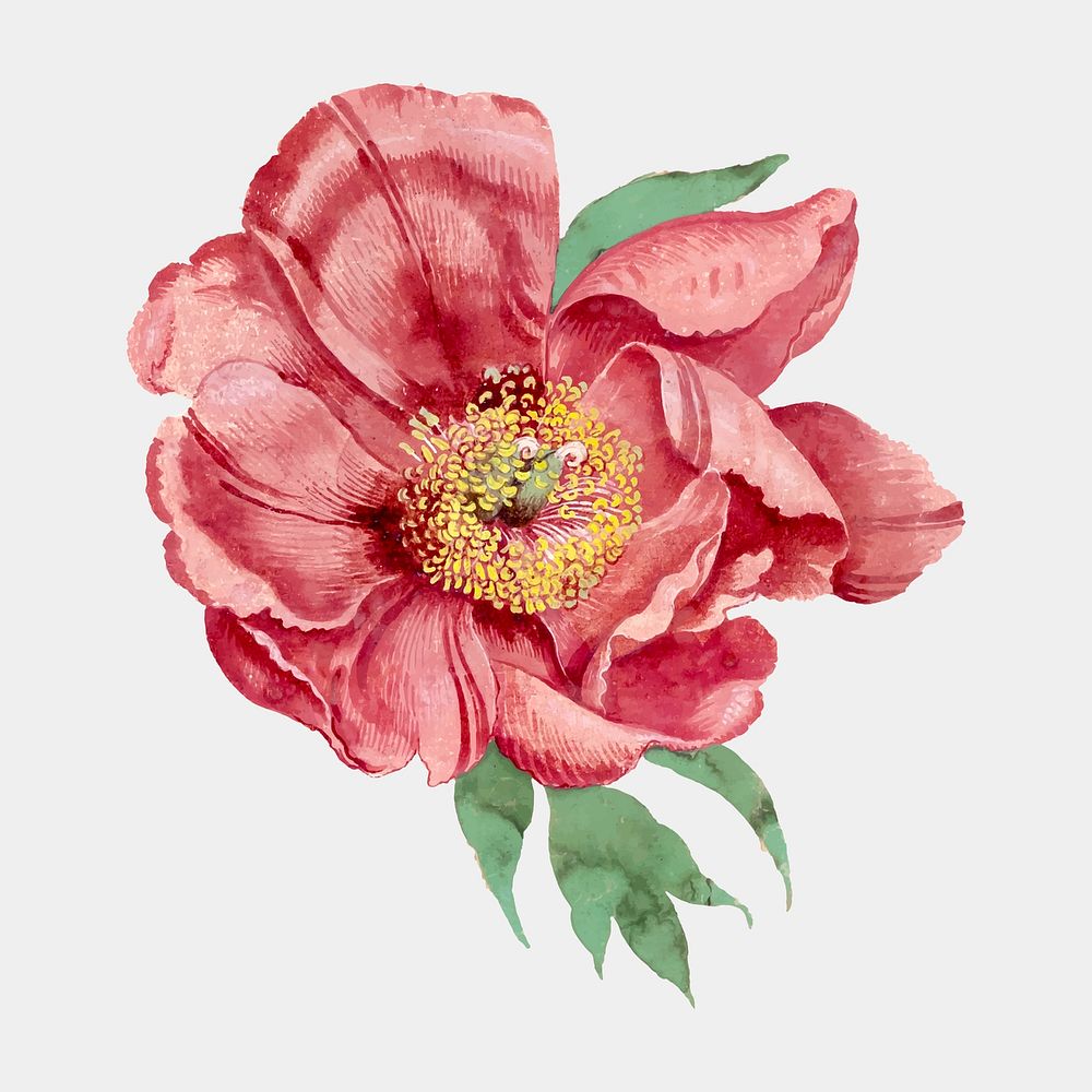 Vintage peony sticker, floral illustration, classic design element vector