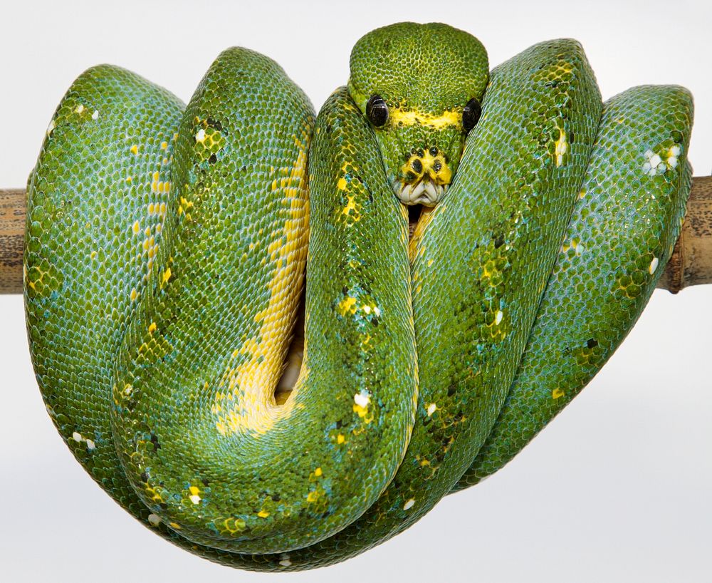 Green Tree Python (2007) by Smithsonian Institution. Original from Smithsonian's National Zoo. Digitally enhanced by…
