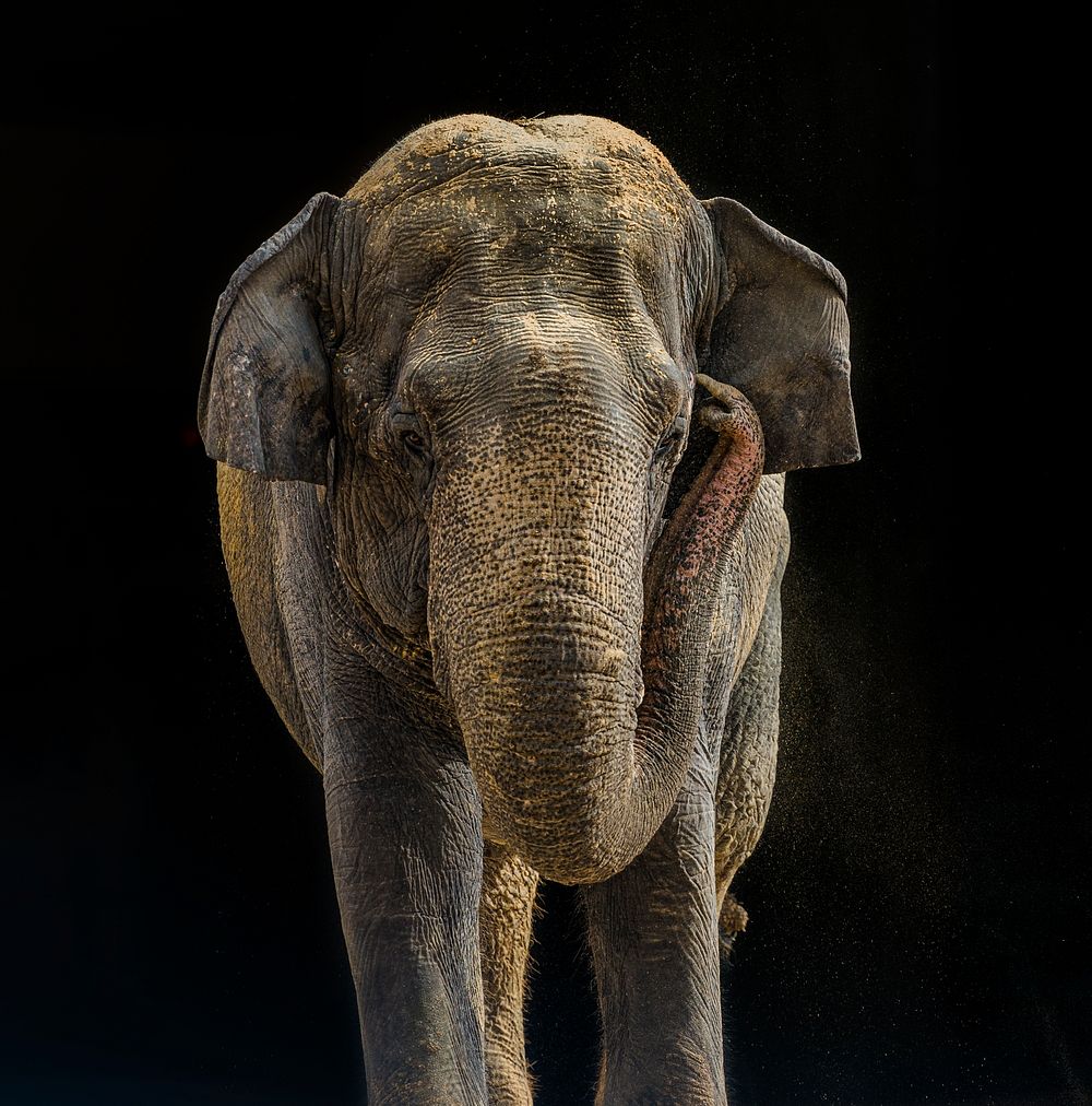Asian Elephant (2016) by Adam Mason. Original from Smithsonian's National Zoo. Digitally enhanced by rawpixel.