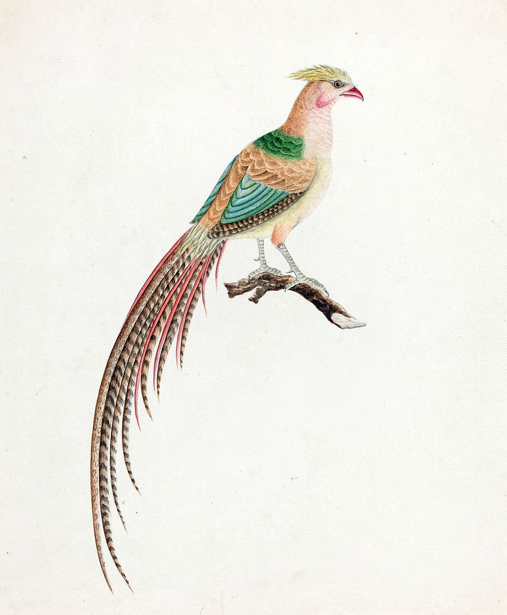 Golden Pheasant (Chrysolophus pictus), (c. 1801) byBritish 18th Century. Original from The National Gallery of Art.…