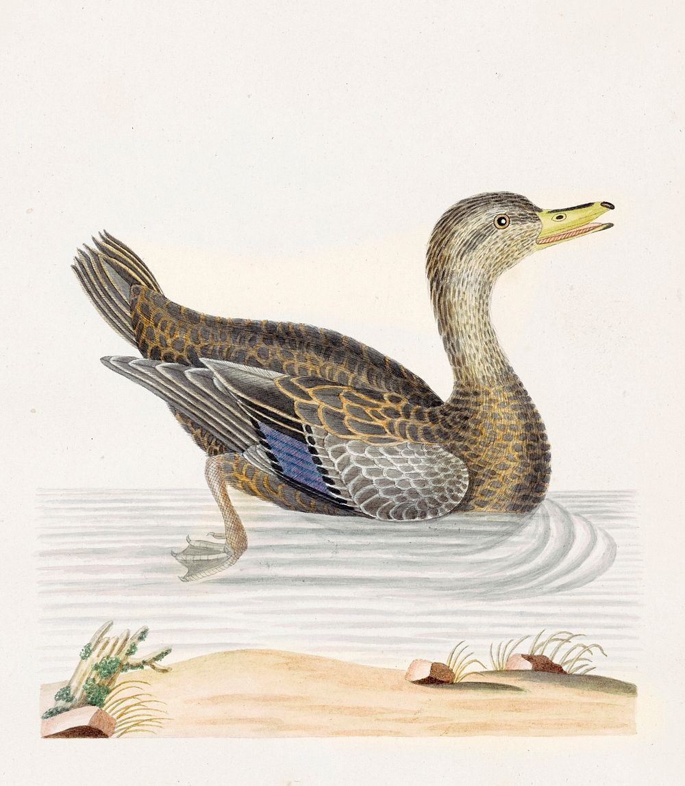 Roan Duck (c. 1790) by John Abbot. Original from The National Gallery of Art. Digitally enhanced by rawpixel.