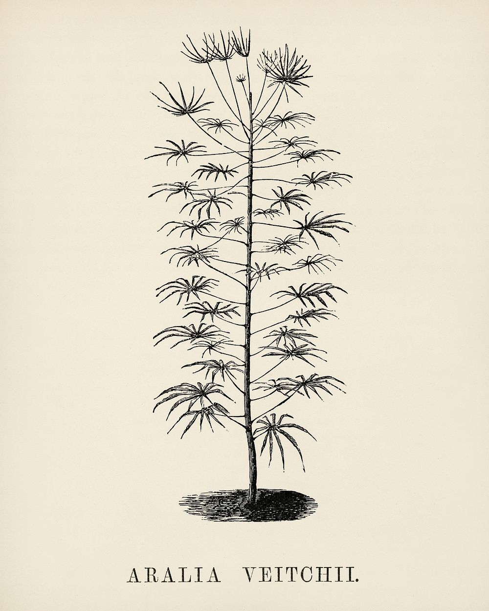 Aralia Vetchii engraved by Benjamin Fawcett (1808-1893) for Shirley Hibberd&rsquo;s (1825-1890) New and Rare Beautiful…