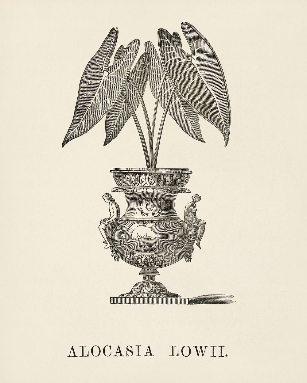 Elephant's Ear (Alocasia Lowii) engraved by Benjamin Fawcett (1808-1893) for Shirley Hibberd&rsquo;s (1825-1890) New and…