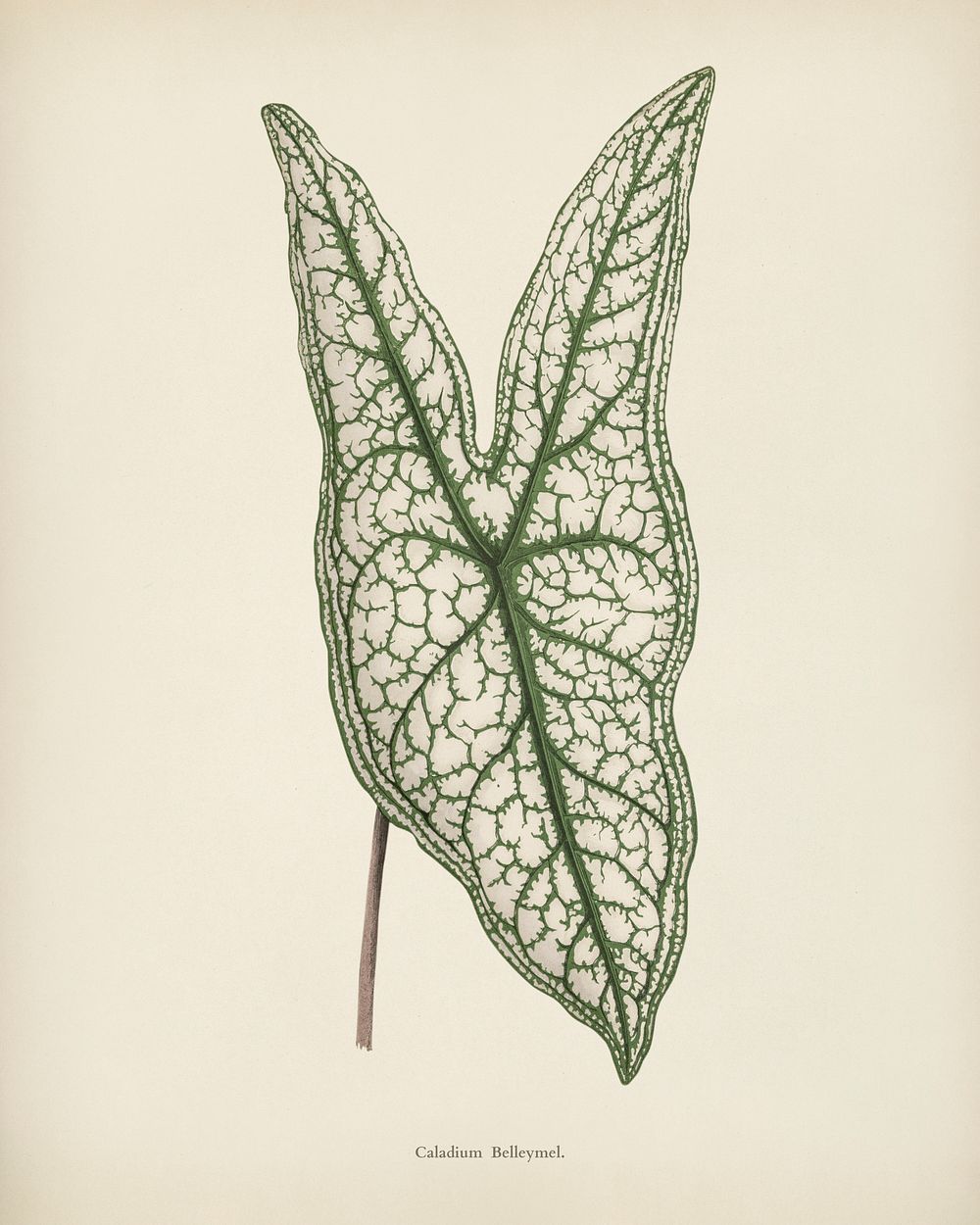 Heart of Jesus (Caladium Belleymel) engraved by Benjamin Fawcett (1808-1893) for Shirley Hibberd&rsquo;s (1825-1890) New and…