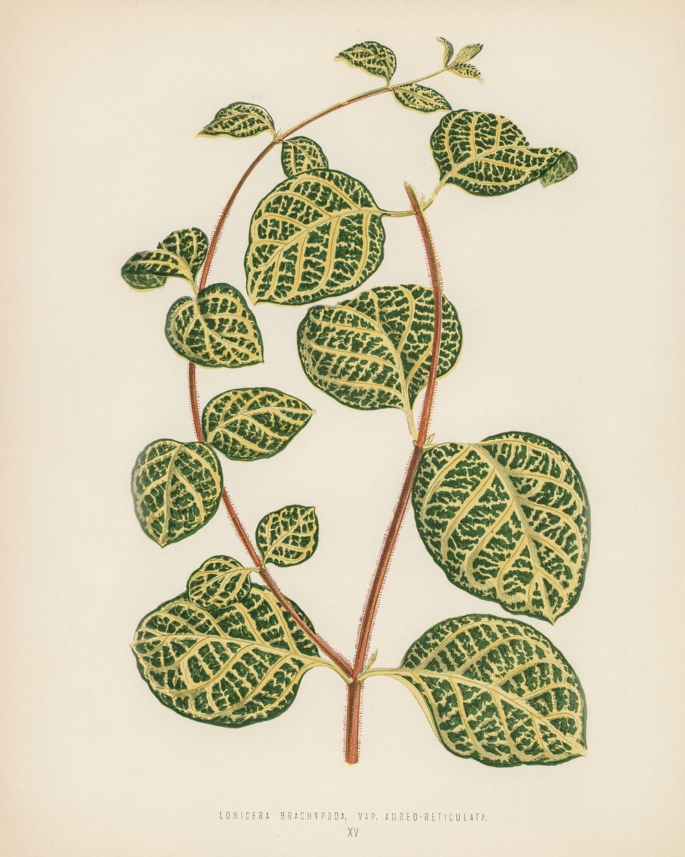 Lonicera Brachypoda. Digitally enhanced from our own 1929 edition of New and Rare Beautiful-Leaved Plants by Benjamin…