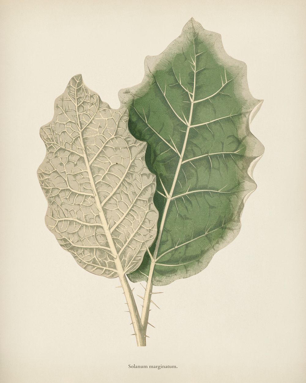 White-margined Nightshade (Solanum Marginatum) engraved by Benjamin Fawcett (1808-1893) for Shirley Hibberd&rsquo;s (1825…