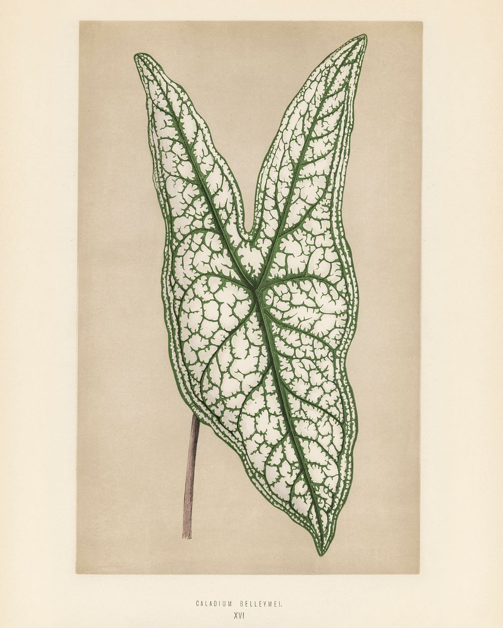 Heart of Jesus (Caladium Belleymel). Digitally enhanced from our own 1929 edition of New and Rare Beautiful-Leaved Plants by…