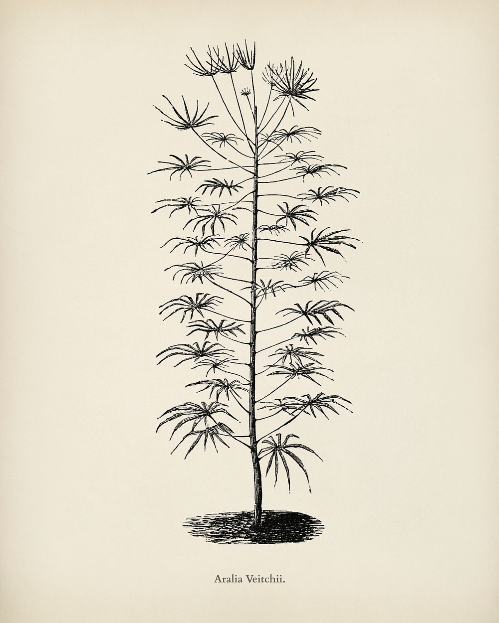 Aralia Veitchii engraved by Benjamin Fawcett (1808-1893) for Shirley Hibberd&rsquo;s (1825-1890) New and Rare Beautiful…