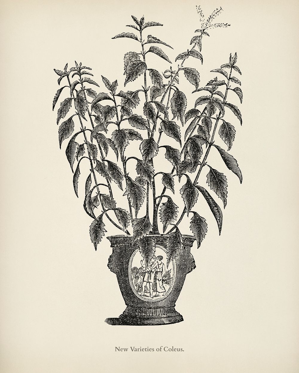 Coleus engraved by Benjamin Fawcett (1808-1893) for Shirley Hibberd&rsquo;s (1825-1890) New and Rare Beautiful-Leaved…