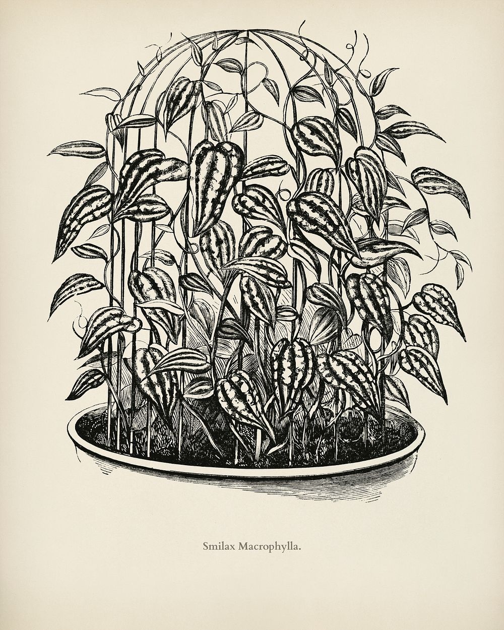 Catbriers (Smilax Macrophylla) engraved by Benjamin Fawcett (1808-1893) for Shirley Hibberd&rsquo;s (1825-1890) New and Rare…