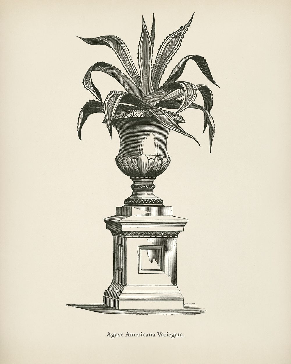 American Aloe (Agave Americana Variegata) engraved by Benjamin Fawcett (1808-1893) for Shirley Hibberd&rsquo;s (1825-1890)…
