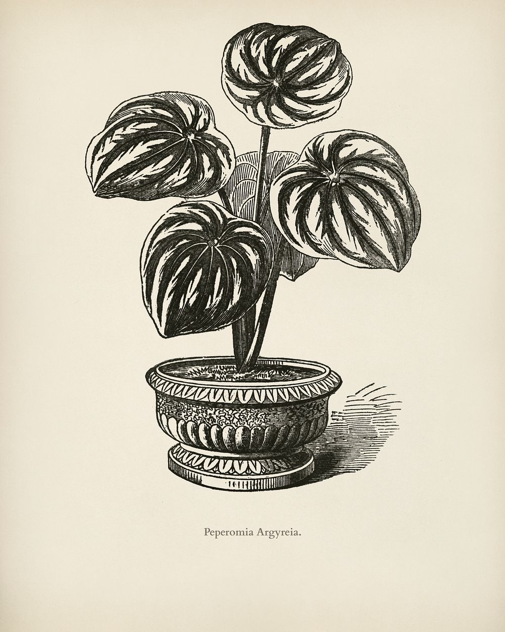 Watermelon Begonia (Peperomia Argyreia) engraved by Benjamin Fawcett (1808-1893) for Shirley Hibberd&rsquo;s (1825-1890) New…