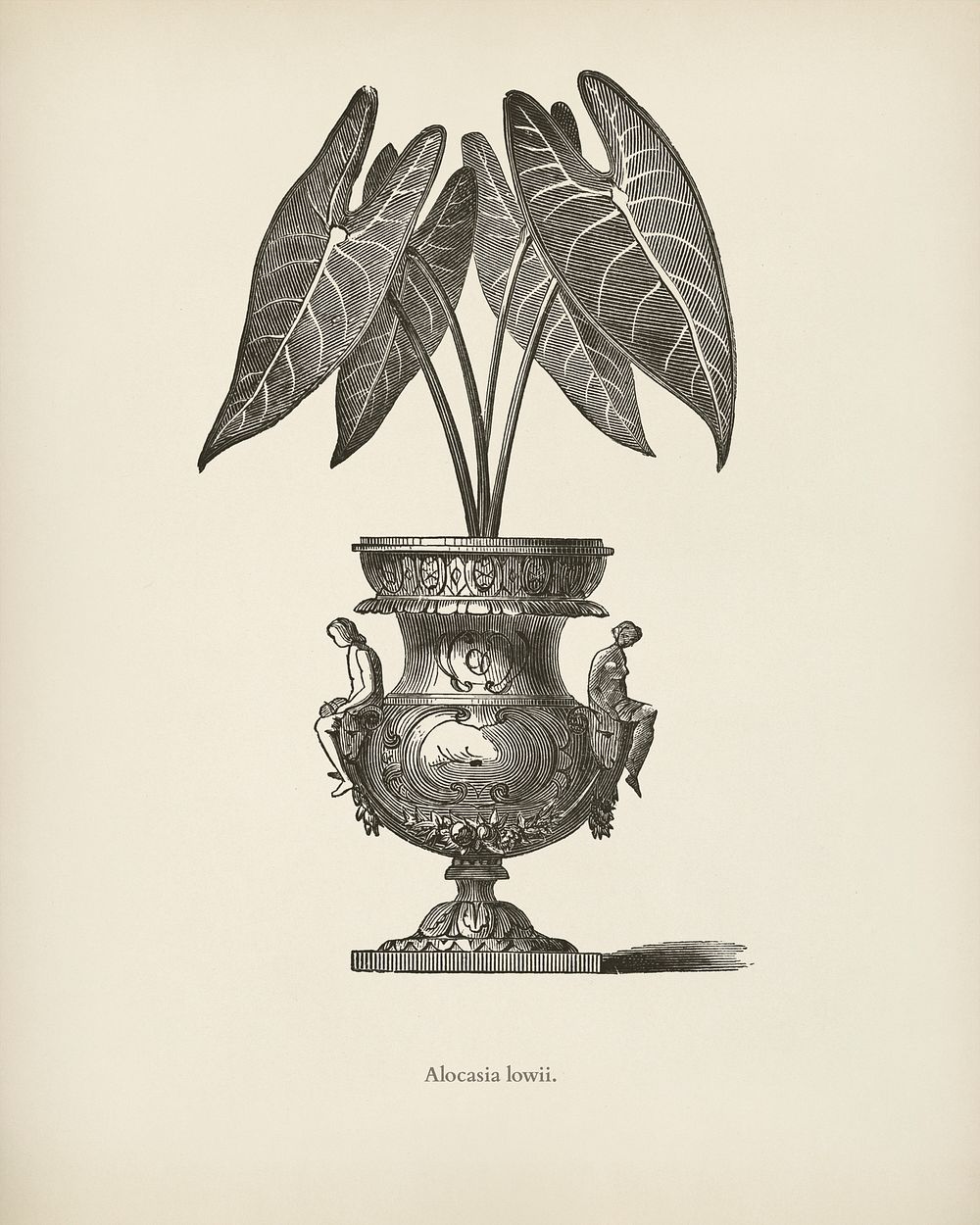 Elephant's Ear (Alocasia Lowii) engraved by Benjamin Fawcett (1808-1893) for Shirley Hibberd&rsquo;s (1825-1890) New and…
