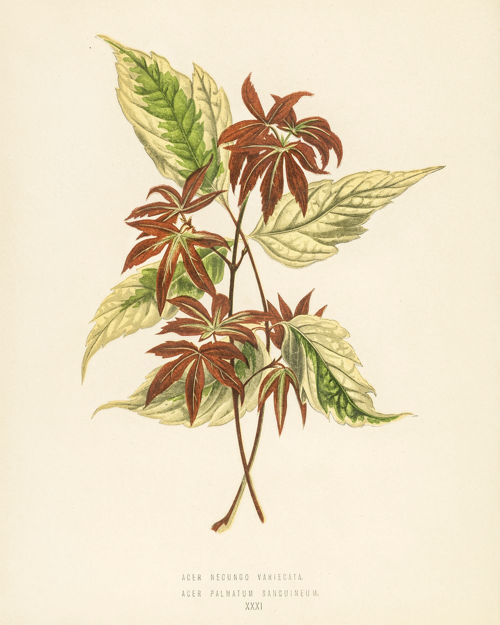 Variegated Box Elder (Acer Negundo Variegata). Digitally enhanced from our own 1929 edition of New and Rare Beautiful-Leaved…