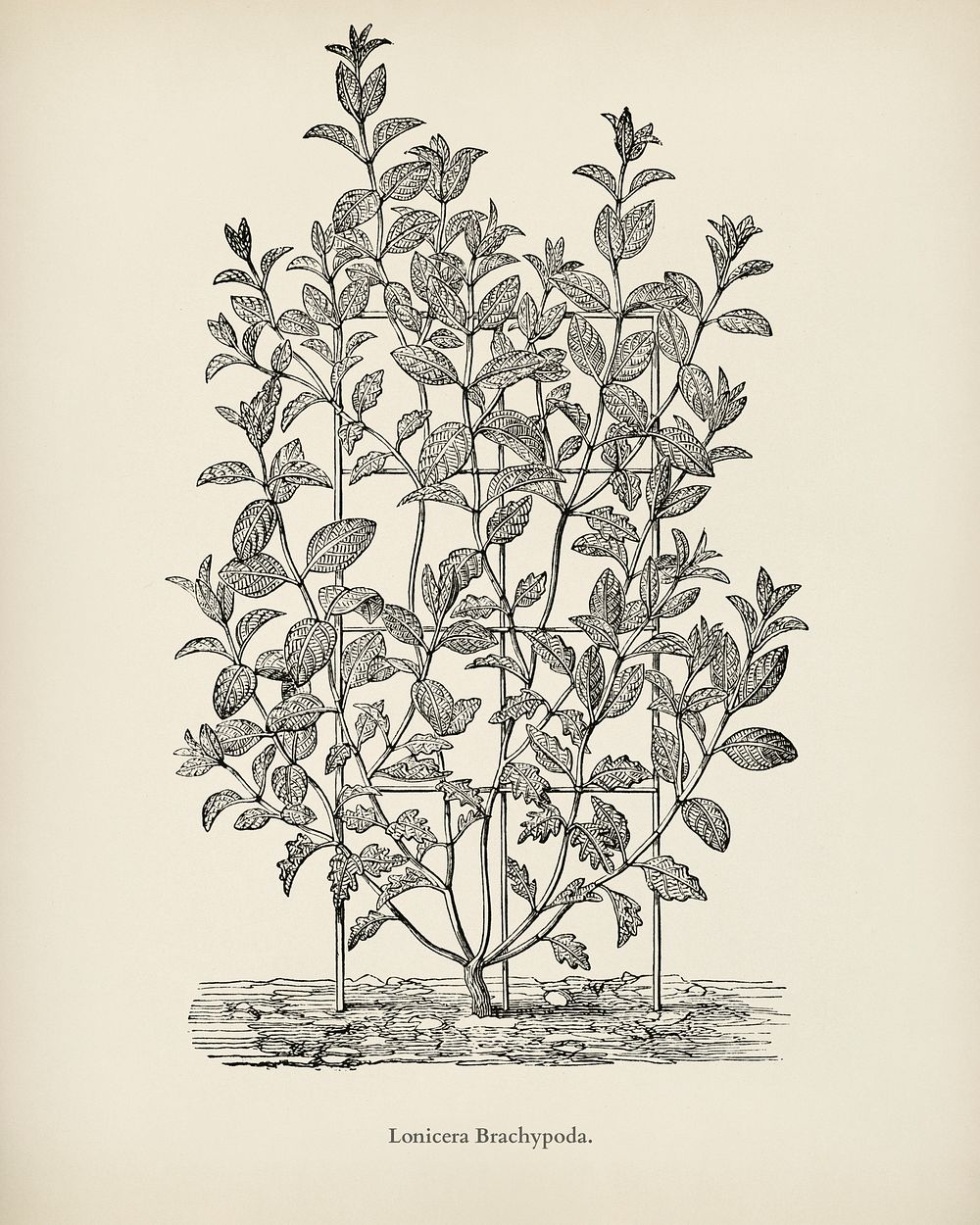 Lonicera Brachypoda engraved by Benjamin Fawcett (1808-1893) for Shirley Hibberd&rsquo;s (1825-1890) New and Rare Beautiful…