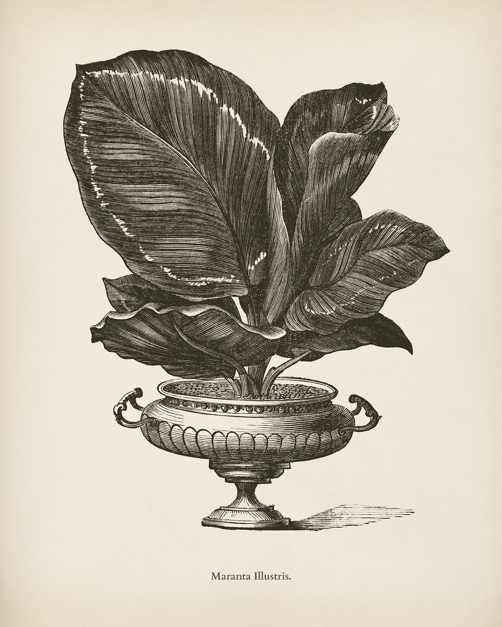 Rose Painted Calathea (Maranta illustris) engraved by Benjamin Fawcett (1808-1893) for Shirley Hibberd&rsquo;s (1825-1890)…