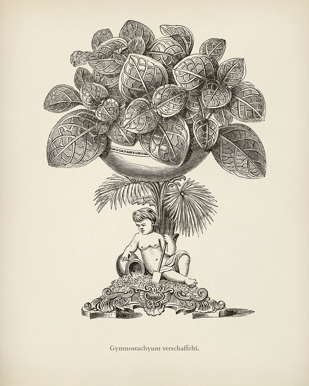 Nerve Plant (Gymnostachyum Verschaffeltii) engraved by Benjamin Fawcett (1808-1893) for Shirley Hibberd&rsquo;s (1825-1890)…