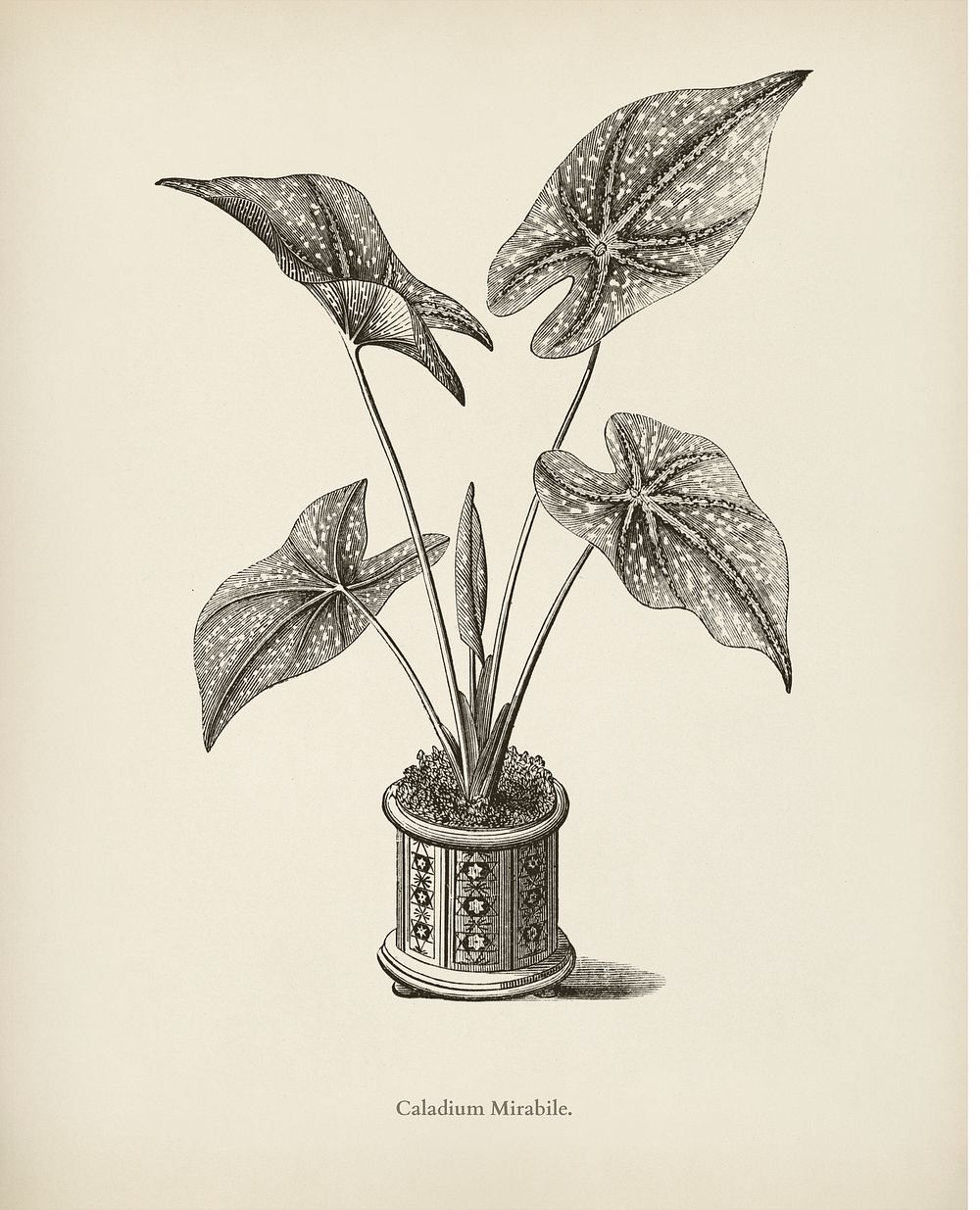 Heart of Jesus (Caladium Mirabile) engraved by Benjamin Fawcett (1808-1893) for Shirley Hibberd&rsquo;s (1825-1890) New and…
