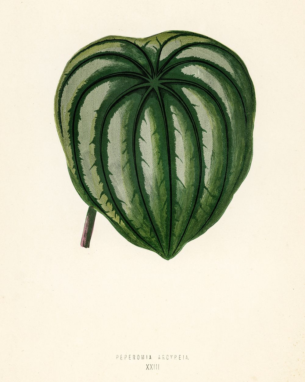 Pepper Elder (Peperomia Aroypeia). Digitally enhanced from our own 1929 edition of New and Rare Beautiful-Leaved Plants by…