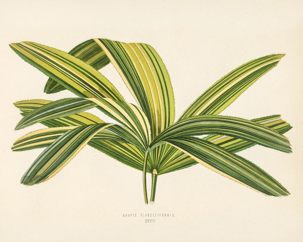Slender Lady Palm (Rhapis Flabelliformis). Digitally enhanced from our own 1929 edition of New and Rare Beautiful-Leaved…