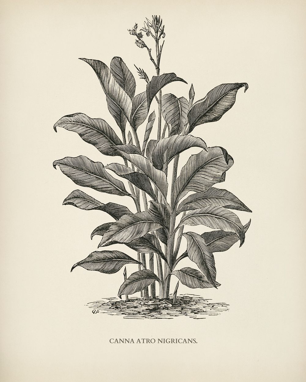 Canna atro nigricans engraved by Benjamin Fawcett (1808-1893) for Shirley Hibberd&rsquo;s (1825-1890) New and Rare Beautiful…