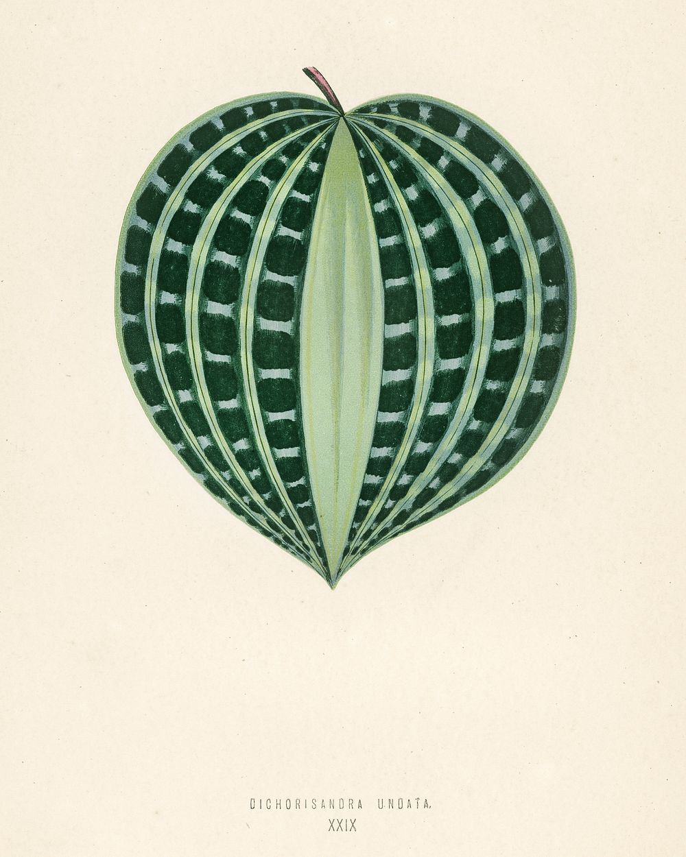 Seersucker Plant (Dichorisandra Undata). Digitally enhanced from our own 1929 edition of New and Rare Beautiful-Leaved…